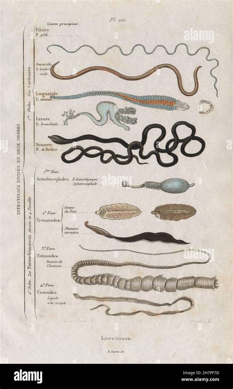 INTESTINAL PARASITES: Intestinaux (Intestinal). 12 orders ...