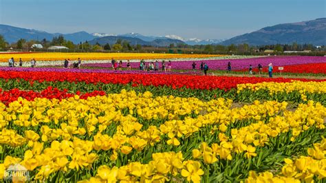 Skagit Valley Tulip Festival 2025 - Janeen Hendrika