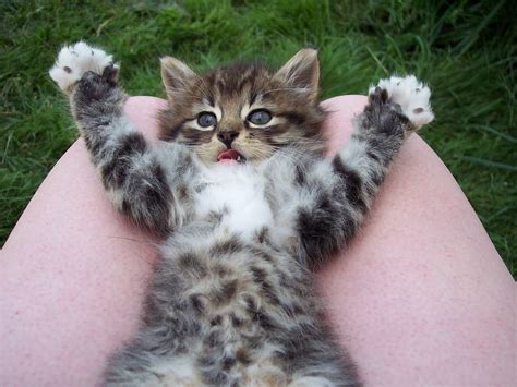 Funny cats - part 4 (40 pics) | Amazing Creatures