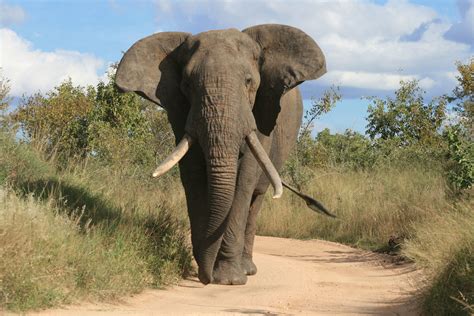 A majestic Elephant from Botswana | African elephant, Animals, Elephant