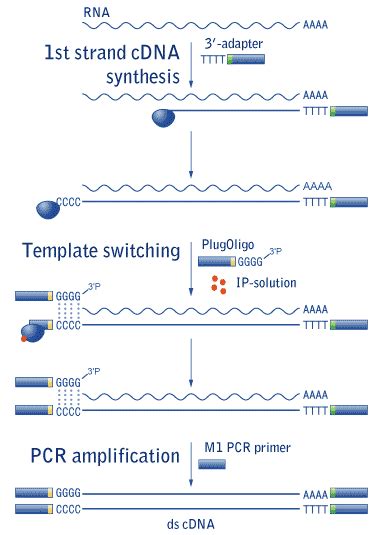 Evrogen: Mint cDNA synthesis tecnology