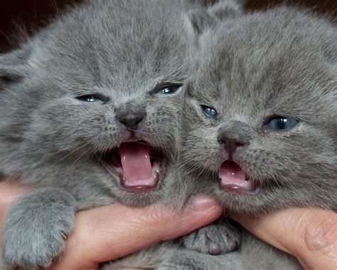 british, Shorthair, British, Kittens, Babies, Twins, Baby Wallpapers HD / Desktop and Mobile ...