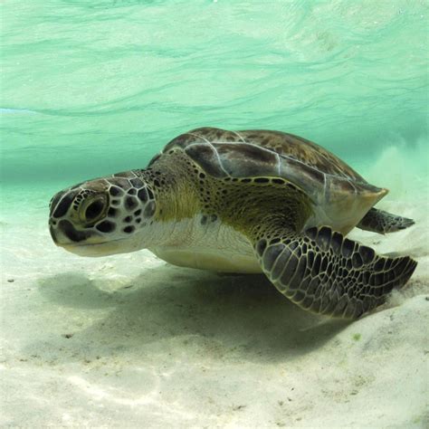 Green Sea Turtle | Rainforest Alliance