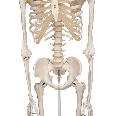 Human Skeleton Model Stan - 3B Smart Anatomy - 1020171 - 3B Scientific ...