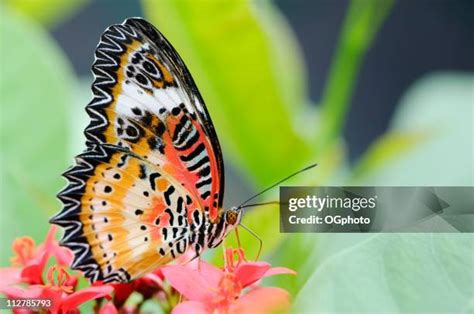 Red Lacewing Butterfly Photos and Premium High Res Pictures - Getty Images