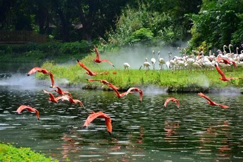 广州动物园哪里比较好玩 广东最出名的动物园有哪些_旅泊网