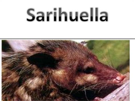 sarihuella