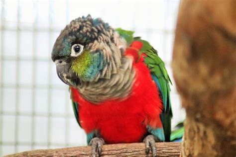 Crimson-bellied Conure (Pyrrhura perlata) - ZooChat