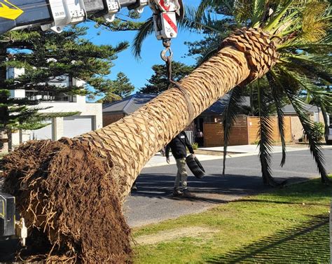 Can Palm Tree Roots Damage Pipes? - Australian Palm Tree Sales | ABC Palms