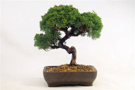 Juniper Bonsai Trees For Sale - ALL THINGS BONSAI