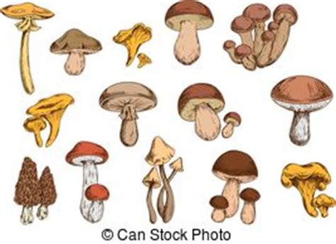 Mycology clipart 20 free Cliparts | Download images on Clipground 2024