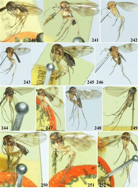 2. Mycetophilidae habitus. 240. Mycetophila (Abmyceta) conifera ...