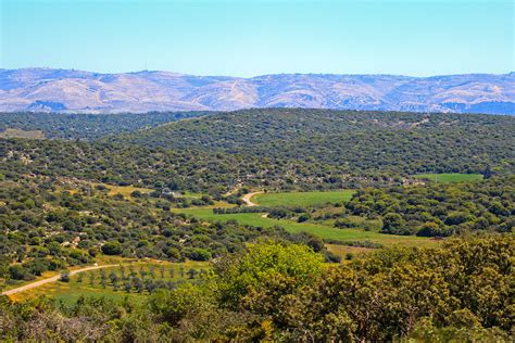 Vineyards of the Judean hills — $200 | My Israel Wine Tours