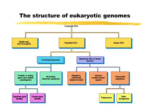 Eukaryotic Genome Structure