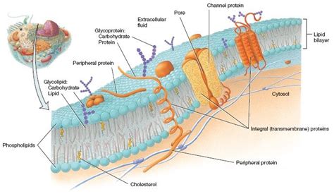 Plasma membranes are composed of many things. Some of the major parts of the plasma membrane are ...