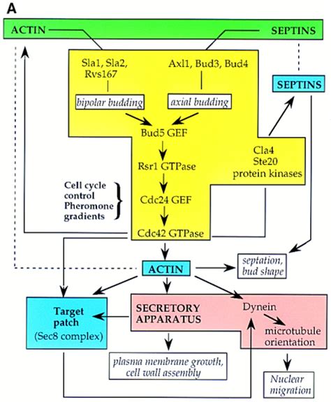 Origins of Cell Polarity: Cell