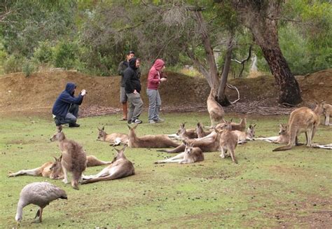 Tasmanian Devil Conservation Park in Tasmania