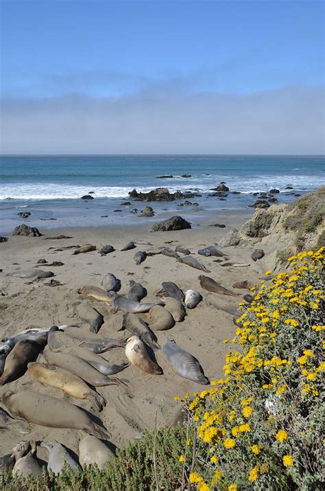 Elephant Seals - Molting Season Photograph by Alex Vishnevsky