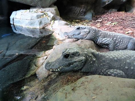 Todd Swank: The Faces of the Minnesota Zoo