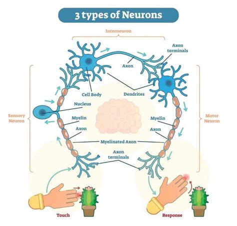 3 Types of Neurons (Plus Facts About the Nervous System) – Nayturr