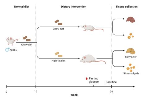 Mouse High Fat Diet Experimental Timeline | BioRender Science Templates