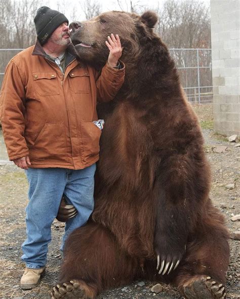 Nature, Wildlife & Adventure 🐆 on Instagram: “Jimbo the Bear😳🐻⠀⠀⠀⠀⠀⠀⠀⠀ Follow @roam for more ...