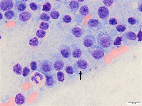 Plasma cell tumours in dogs: multiple myeloma - Veterinary Practice