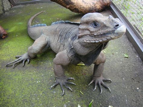 Rhinoceros Iguana - Click Here To See It