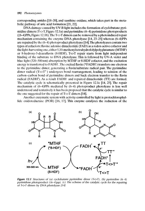 Photolyase structure - Big Chemical Encyclopedia