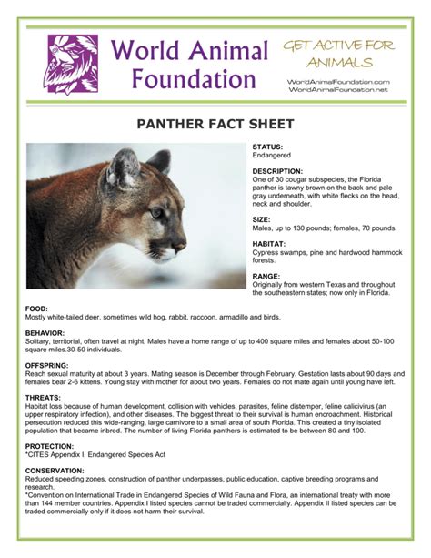 panther fact sheet - World Animal Foundation