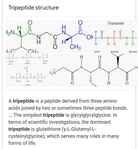 Tripeptide Bond