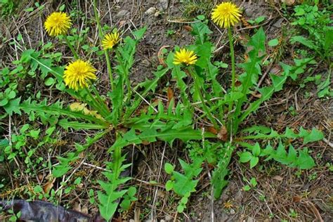 Can Rabbits Eat Dandelions Greens | Pet Care Advisors