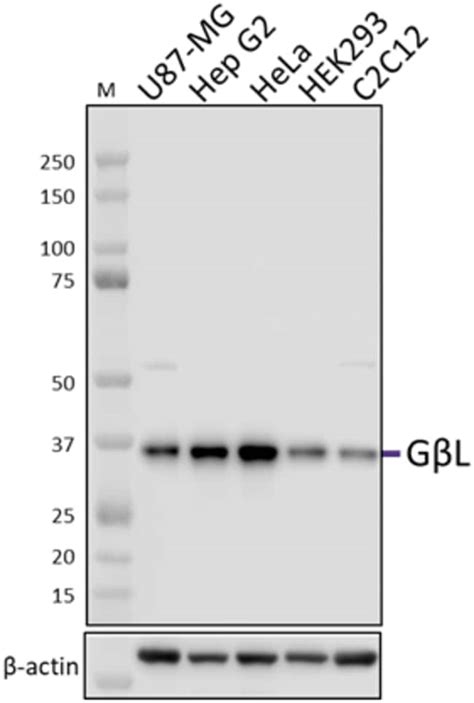 Biolegend Purified anti-GβL, Quantity: Each of 1 | Fisher Scientific