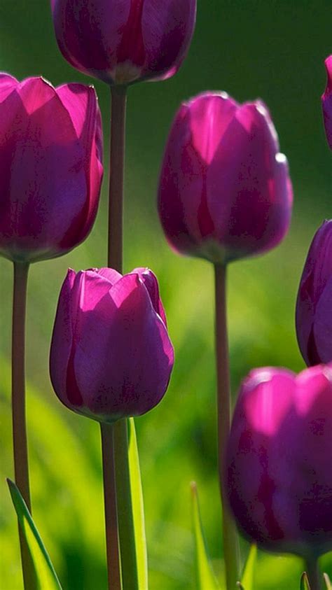 Bộ sưu tập hình nền máy tính hoa tulip với hơn 999+ mẫu - Đẹp mắt và ...