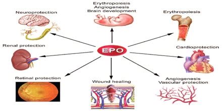 About Erythropoietin (EPO) - Assignment Point