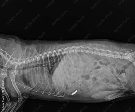 Dog Abdominal X Ray Showing Foreign Body in Stomach. Dog Abdominal Radiograph Lateral View Stock ...