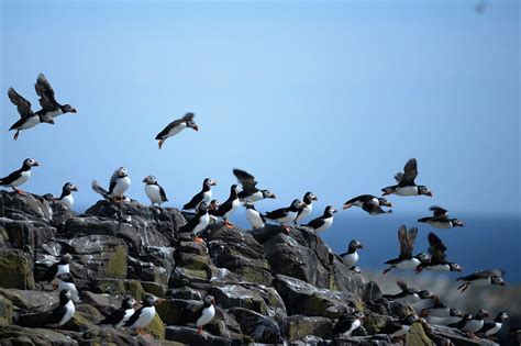 Restoring Seabird Populations Can Help Repair the Climate - Inside ...