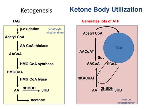 PPT - KETONE BODY METABOLISM PowerPoint Presentation, free download ...