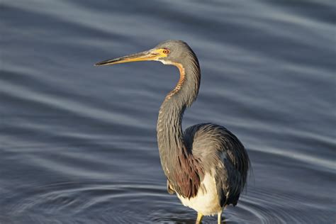 Quabbin birding and beyond: Review of rare Connecticut valley birds ...