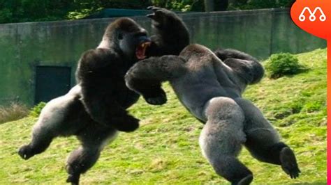 Gorilla On Steroids