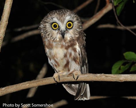 Northern Saw-whet Owl | State of Tennessee, Wildlife Resources Agency