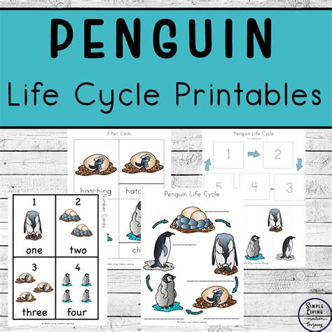 Penguin Life Cycle Diagram