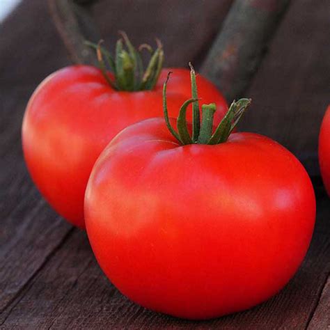 Rutgers Tomato Seeds ~25 Seeds - Heirloom, Open Pollinated, Non-GMO, Farm & Vegetable Gardening ...