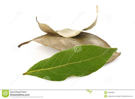 Dry Bay Leaves and Fresh Bay Leaves Stock Photo - Image of ingredient ...