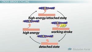 Cross-Bridge Cycle | Overview, Steps & Role of ATP - Lesson | Study.com