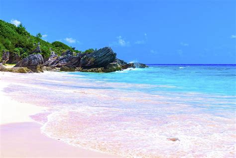 Pink Bermuda Beach Photograph by Lori Steward - Fine Art America