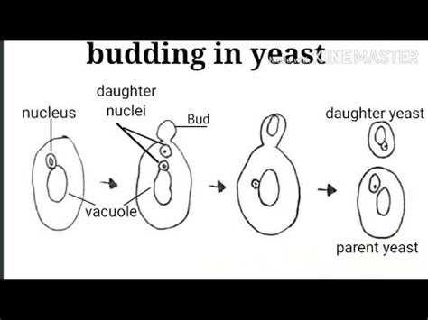 Yeast Cell Budding Diagram