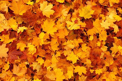 Autumn Orange Leaves Wallpapers - Wallpaper Cave