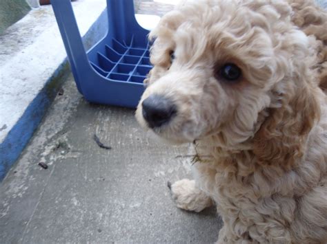 Apricot Toy Poodle Puppies for sale. | Plymouth, Devon | Pets4Homes