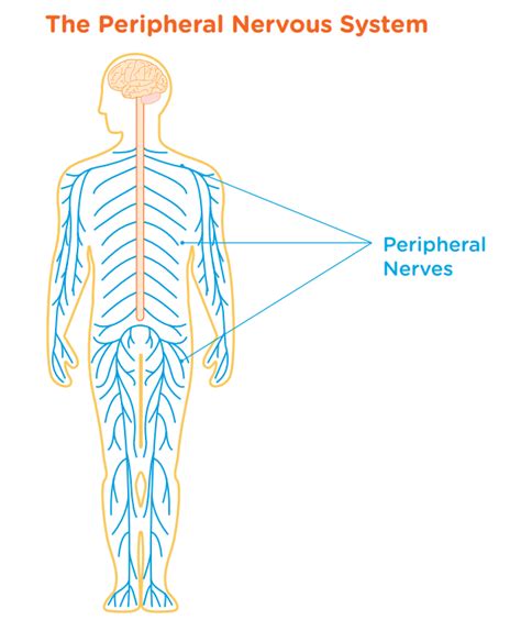 Peripheral Nervous System Diagram